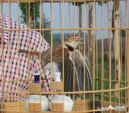 老野历史,老野是怎么火的