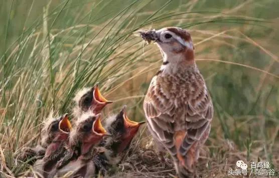 老野历史,老野是怎么火的