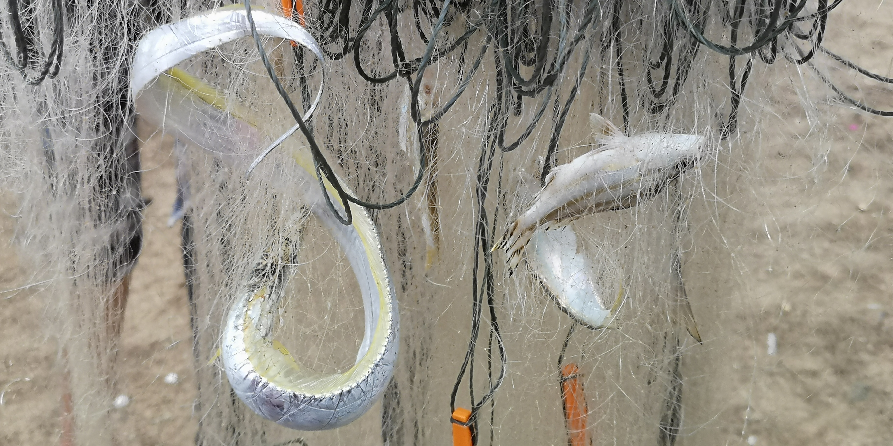 银滩吃海鲜攻略,银滩海鲜大餐推荐