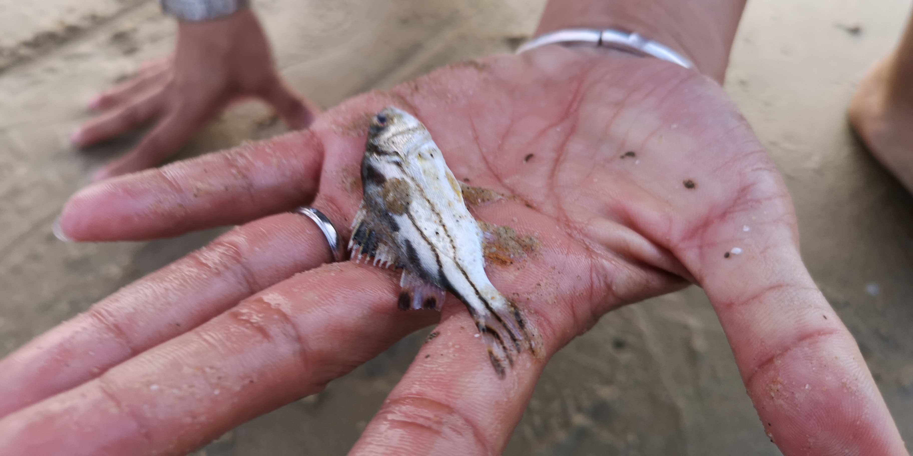 银滩吃海鲜攻略,银滩海鲜大餐推荐