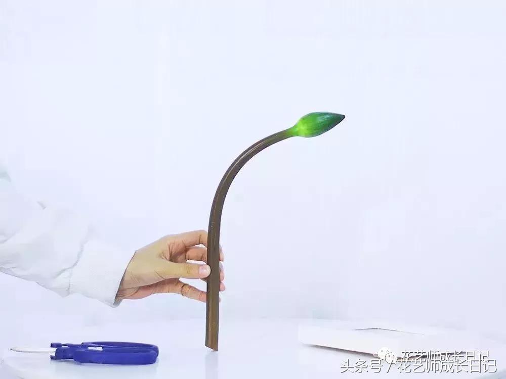 水培睡莲种植养护要点有哪些,睡莲正确的养护方法