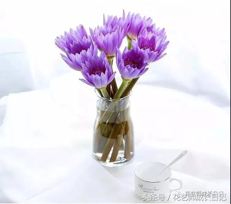 水培睡莲种植养护要点有哪些,睡莲正确的养护方法