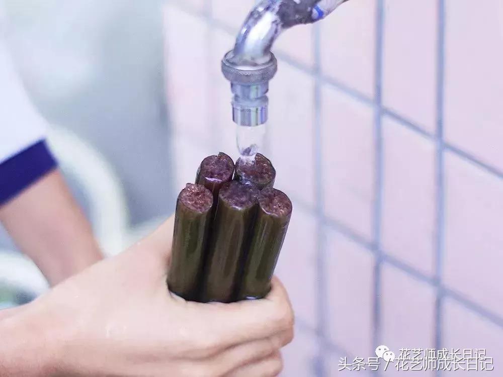 水培睡莲种植养护要点有哪些,睡莲正确的养护方法