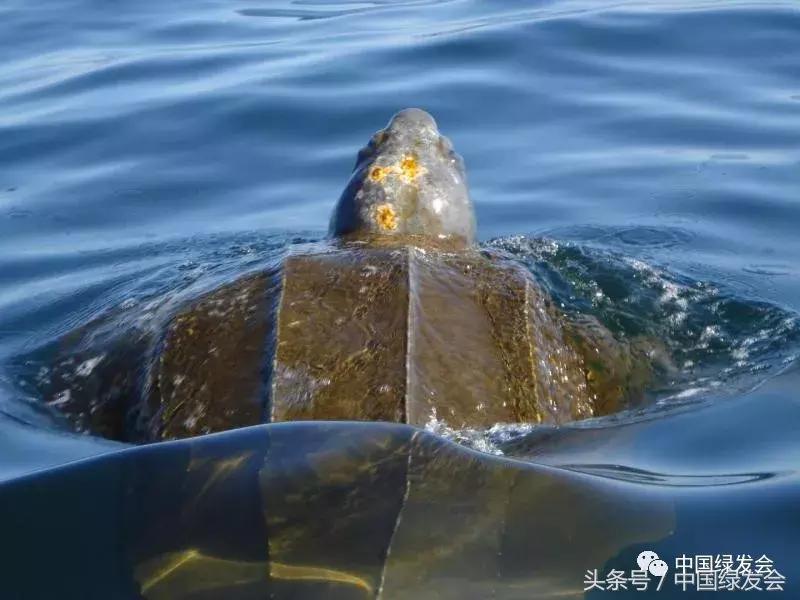 新发现！公海迁徙物种最新数据，或促进国际公海合作