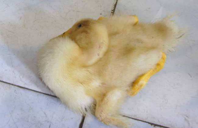 鸭瘟病最佳治疗方法,鸭瘟怎么治疗最佳方法