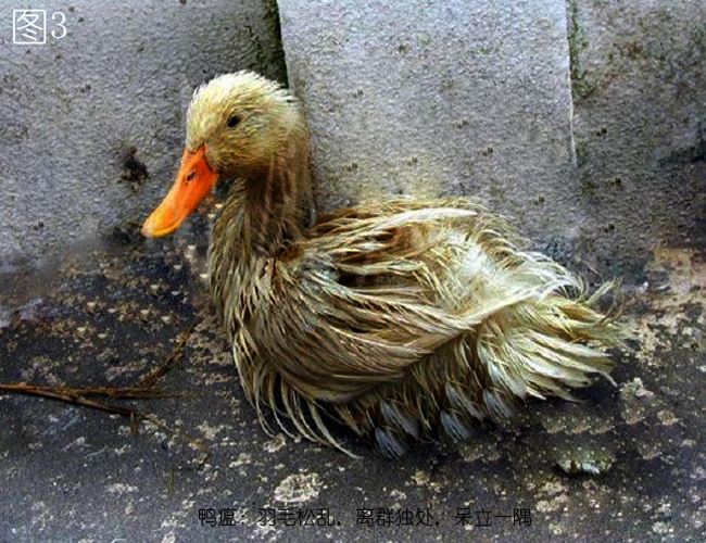 鸭瘟病最佳治疗方法,鸭瘟怎么治疗最佳方法