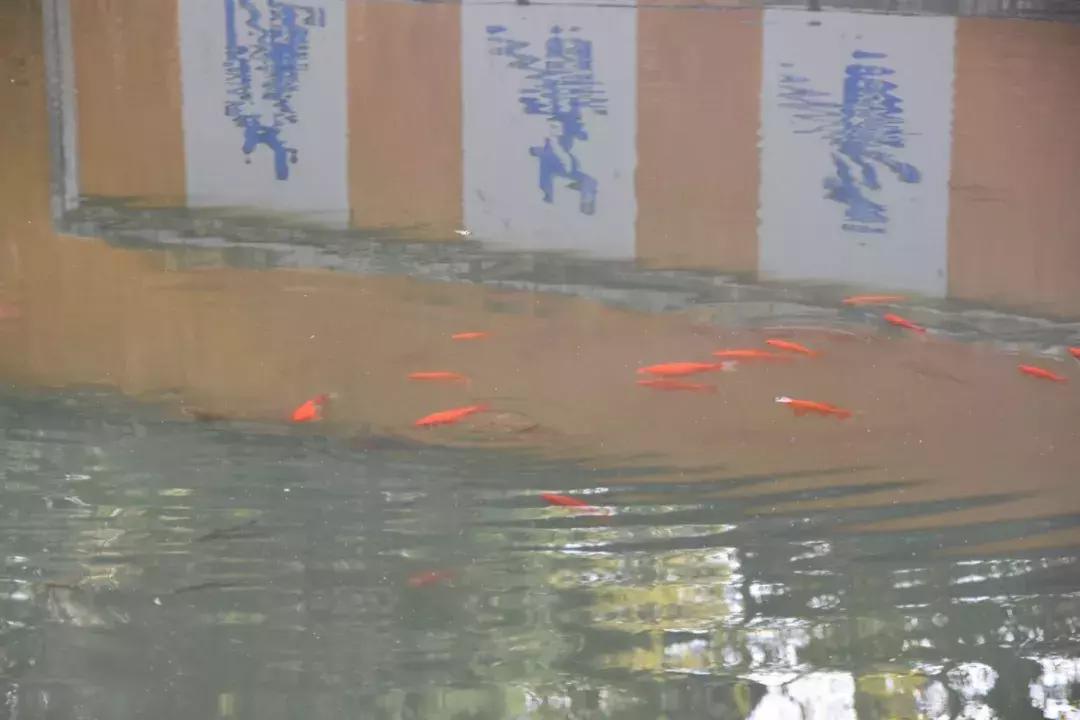 我是广东人但我不会讲粤语完整版,我是广州人但我不会说广州话