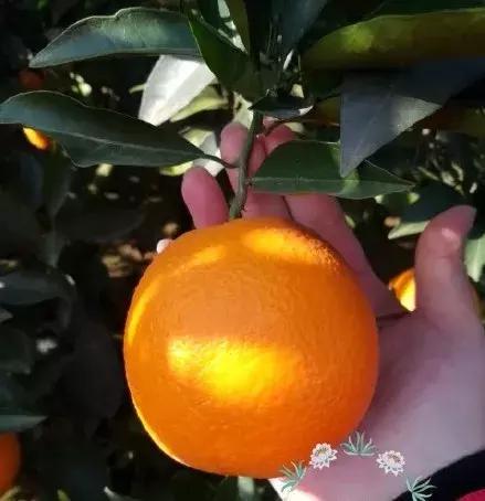 成都坐动车5小时到的城市,金堂18分钟飙拢成都中心城区