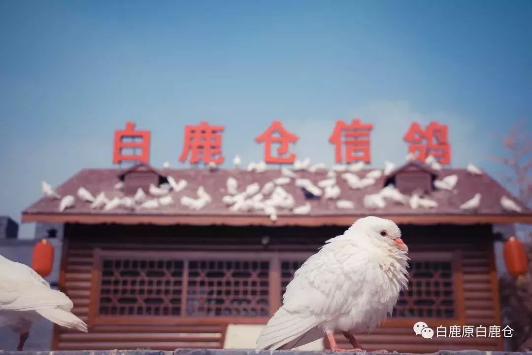 西安打卡公园必去的地方,西安打卡风景公园