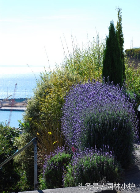如何打造以薰衣草为主题的花园,最漂亮的薰衣草花园在哪里