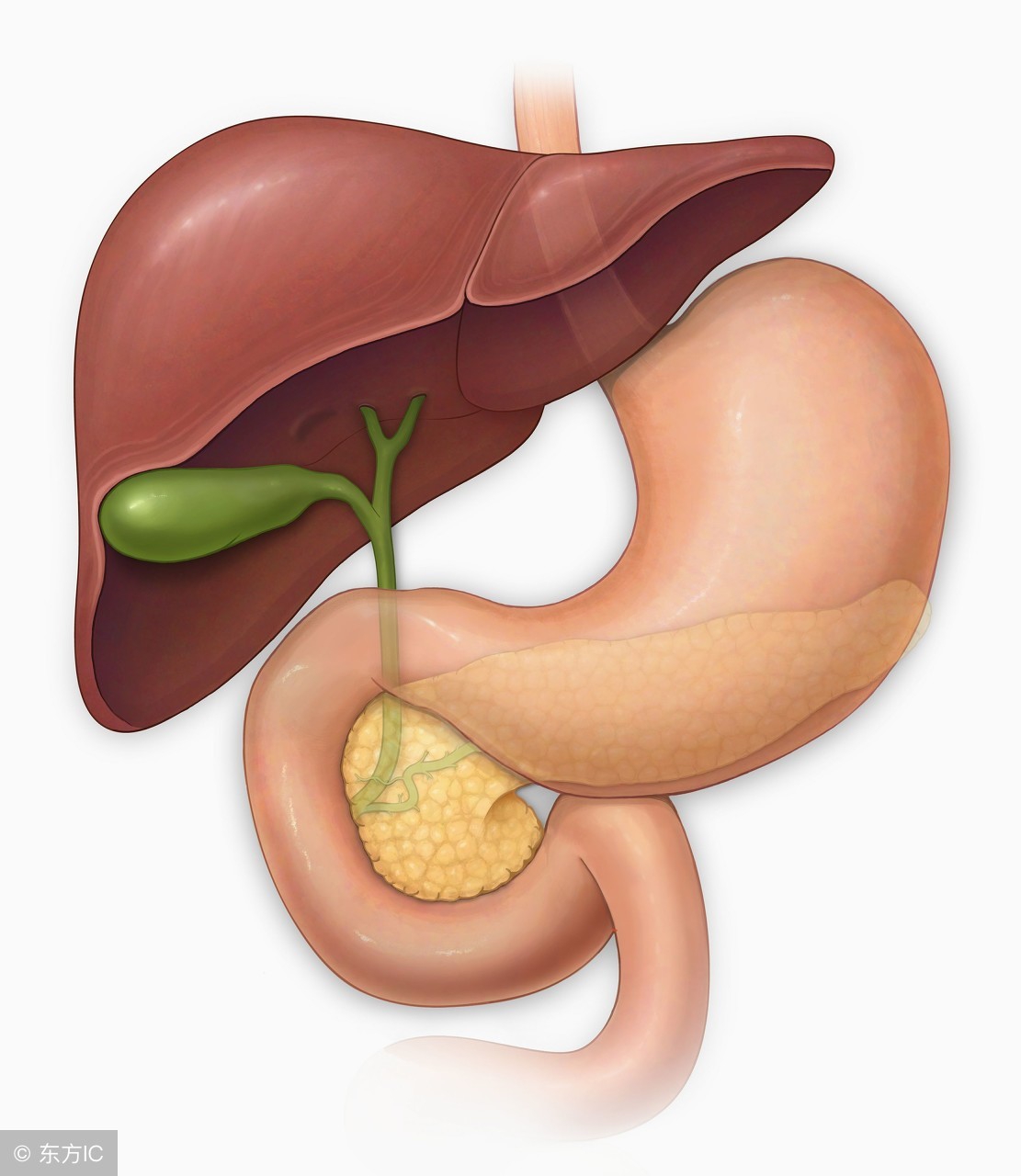 婴儿拉绿色大便就是受惊吓吗,宝宝受惊吓拉绿色大便怎么办