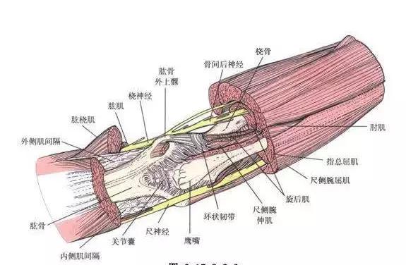 肘关节粘连康复锻炼心得,肘关节脱臼康复锻炼方法