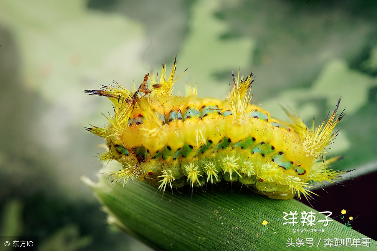 农民受到洋辣子蛰了怎么办,玉米地里被老虎蛰了怎么处理