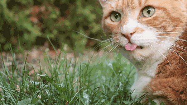 猫薄荷吸多了会怎么样,人嗅了猫薄荷会怎样