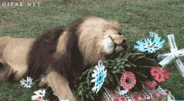 猫薄荷吸多了会怎么样,人嗅了猫薄荷会怎样