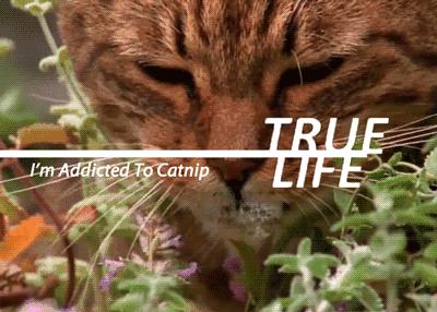 猫薄荷吸多了会怎么样,人嗅了猫薄荷会怎样