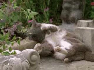 猫薄荷吸多了会怎么样,人嗅了猫薄荷会怎样