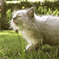 猫薄荷吸多了会怎么样,人嗅了猫薄荷会怎样