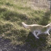 猫薄荷吸多了会怎么样,人嗅了猫薄荷会怎样