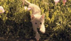 猫薄荷吸多了会怎么样,人嗅了猫薄荷会怎样