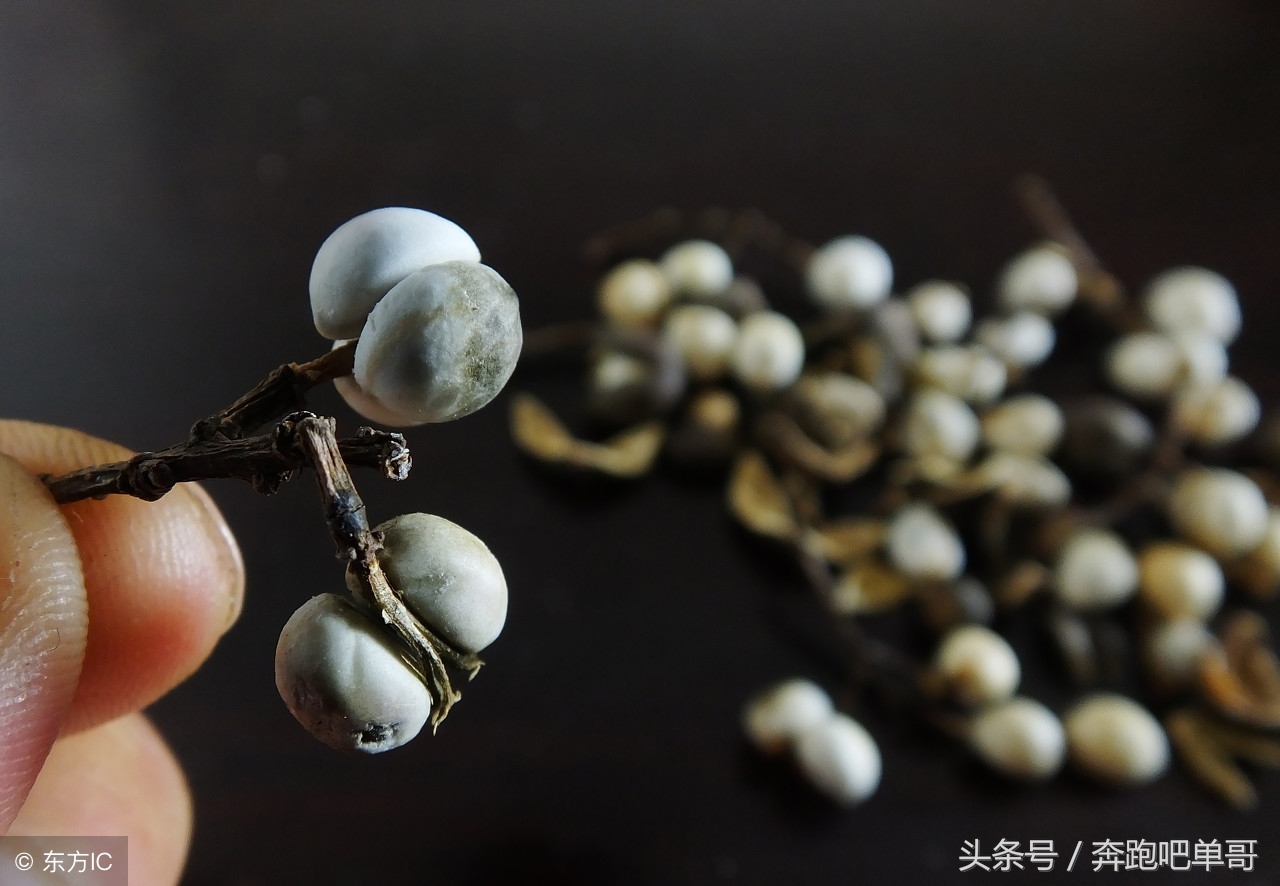 农民受到洋辣子蛰了怎么办,玉米地里被老虎蛰了怎么处理