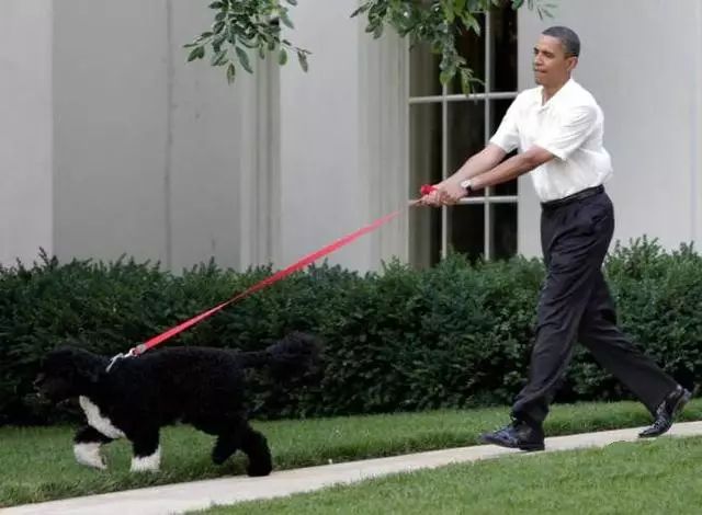 哈士奇训犬秘籍,犬道训犬秘籍