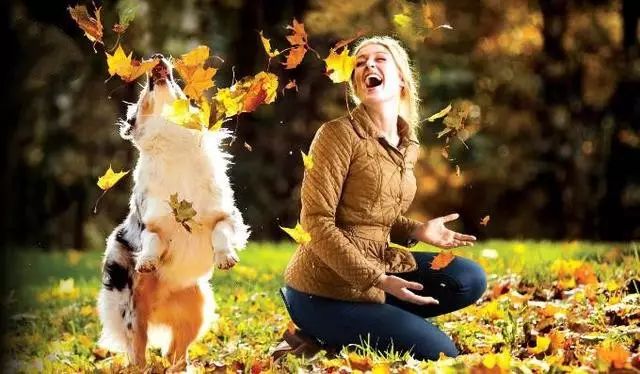 哈士奇训犬秘籍,犬道训犬秘籍