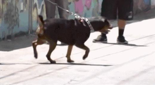 哈士奇训犬秘籍,犬道训犬秘籍