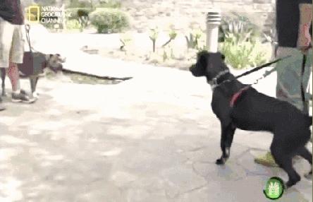 哈士奇训犬秘籍,犬道训犬秘籍