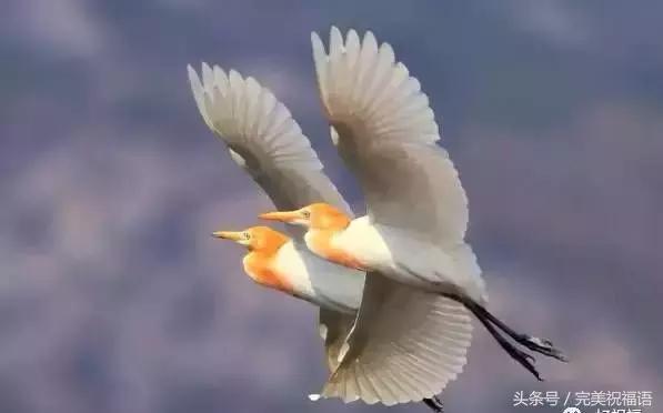 今天9月12日，千年一遇的双福日，双倍祝福送给朋友们愿你幸福久久