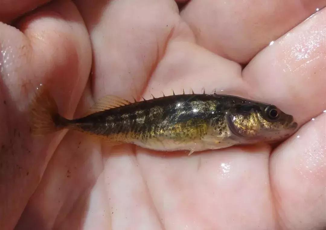 计生委生孩子,计生证是生孩子之前还是以后办理