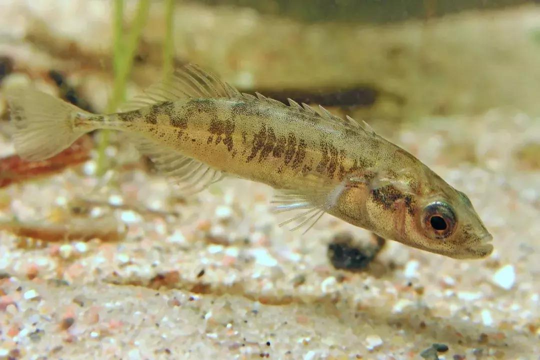 计生委生孩子,计生证是生孩子之前还是以后办理