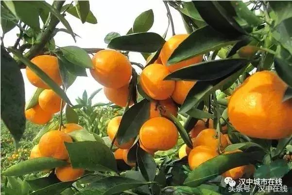 一起去城固吃桔子，还有大型活动，快来看看！