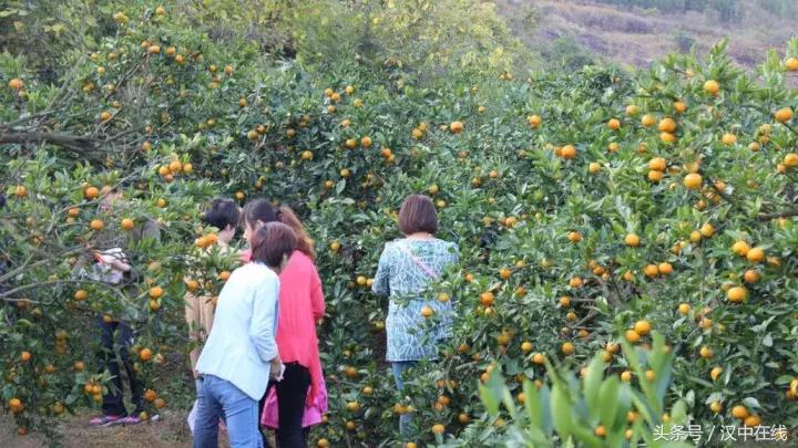 一起去城固吃桔子，还有大型活动，快来看看！