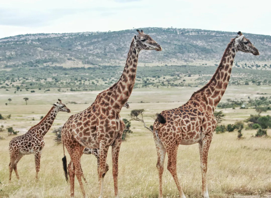 肯尼亚│我没有错过非洲，错过动物大迁徙