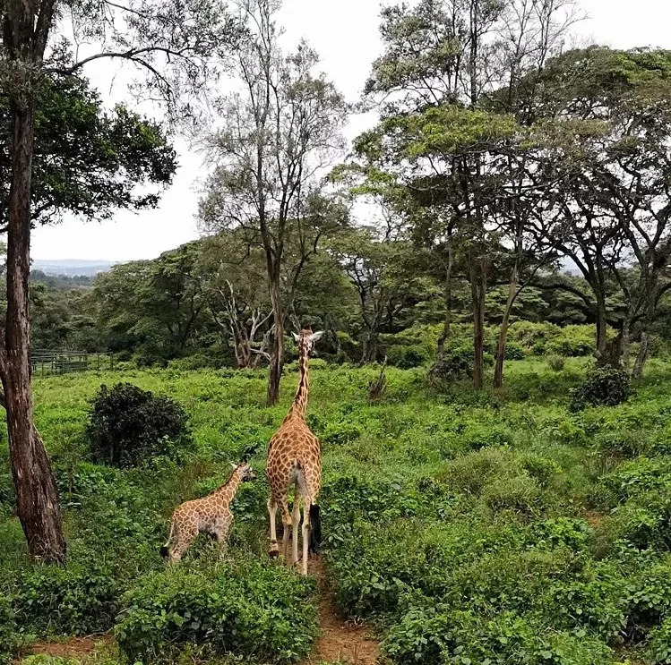 肯尼亚│我没有错过非洲，错过动物大迁徙