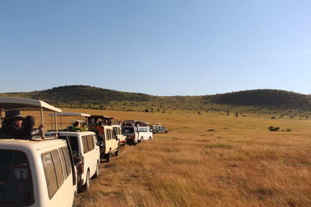肯尼亚│我没有错过非洲，错过动物大迁徙