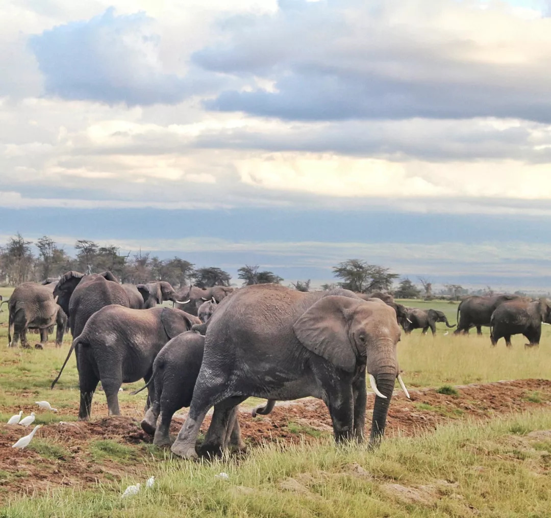 肯尼亚│我没有错过非洲，错过动物大迁徙