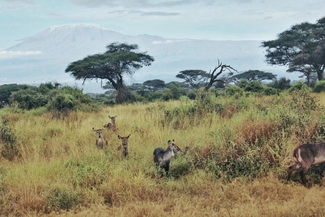 肯尼亚│我没有错过非洲，错过动物大迁徙