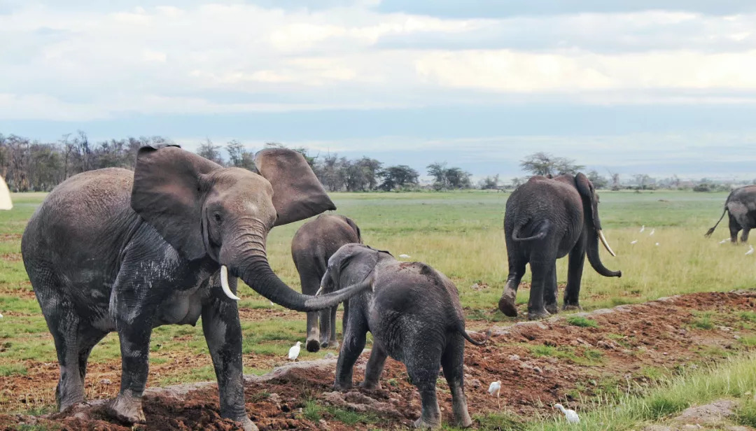 肯尼亚│我没有错过非洲，错过动物大迁徙