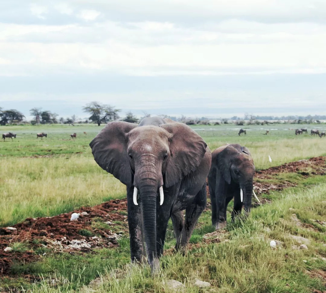 肯尼亚│我没有错过非洲，错过动物大迁徙