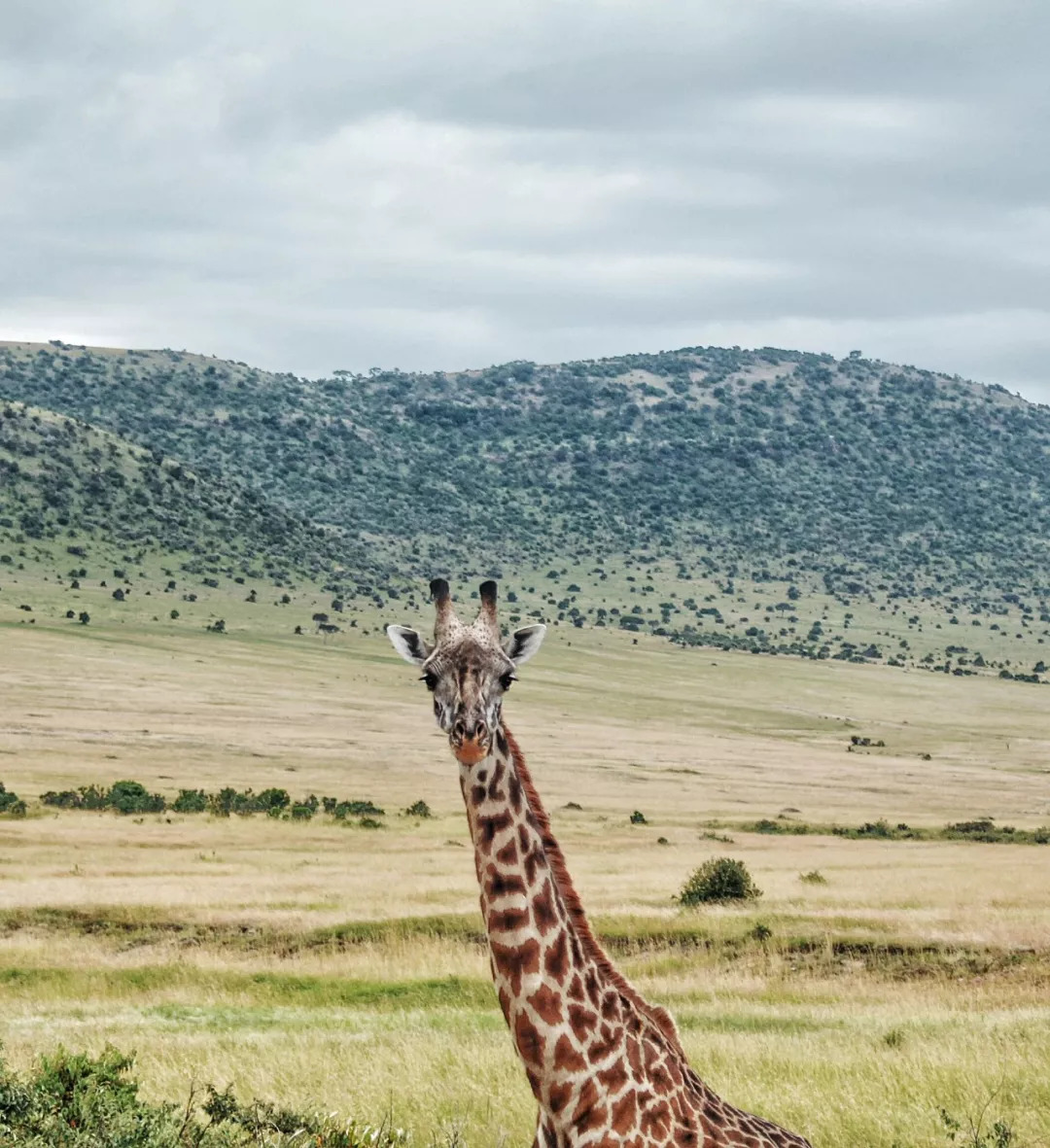 肯尼亚│我没有错过非洲，错过动物大迁徙