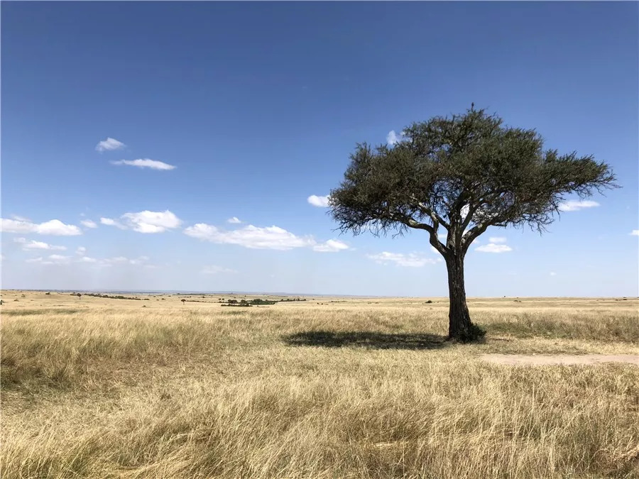 肯尼亚│我没有错过非洲，错过动物大迁徙