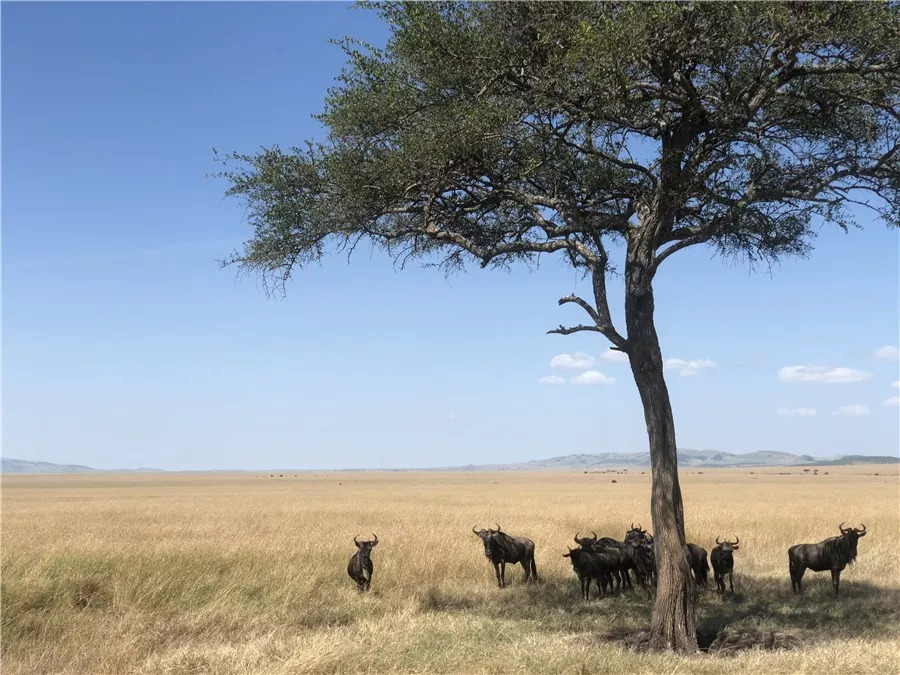 肯尼亚│我没有错过非洲，错过动物大迁徙