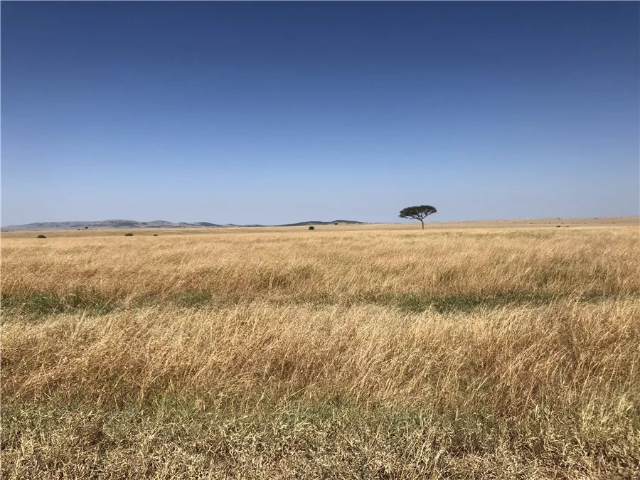 肯尼亚│我没有错过非洲，错过动物大迁徙