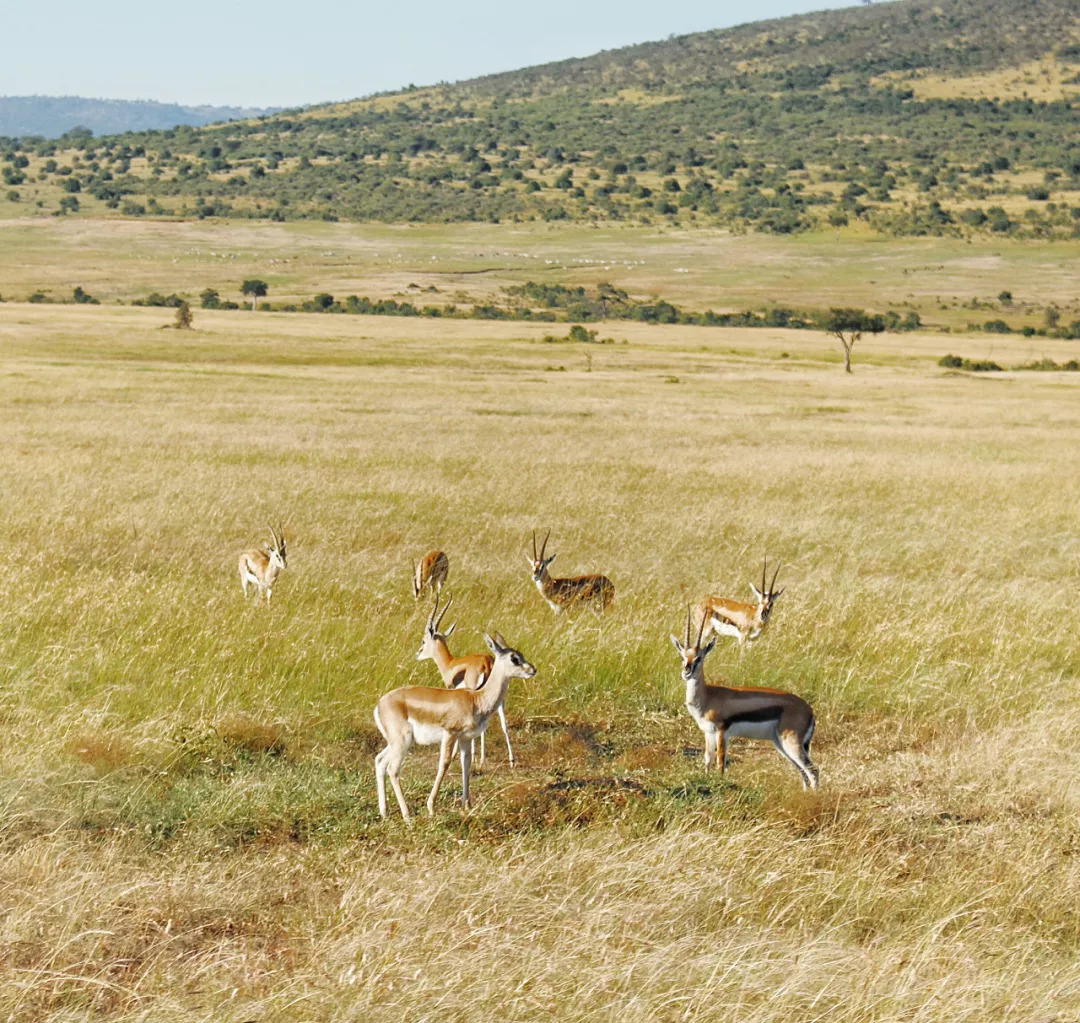 肯尼亚│我没有错过非洲，错过动物大迁徙