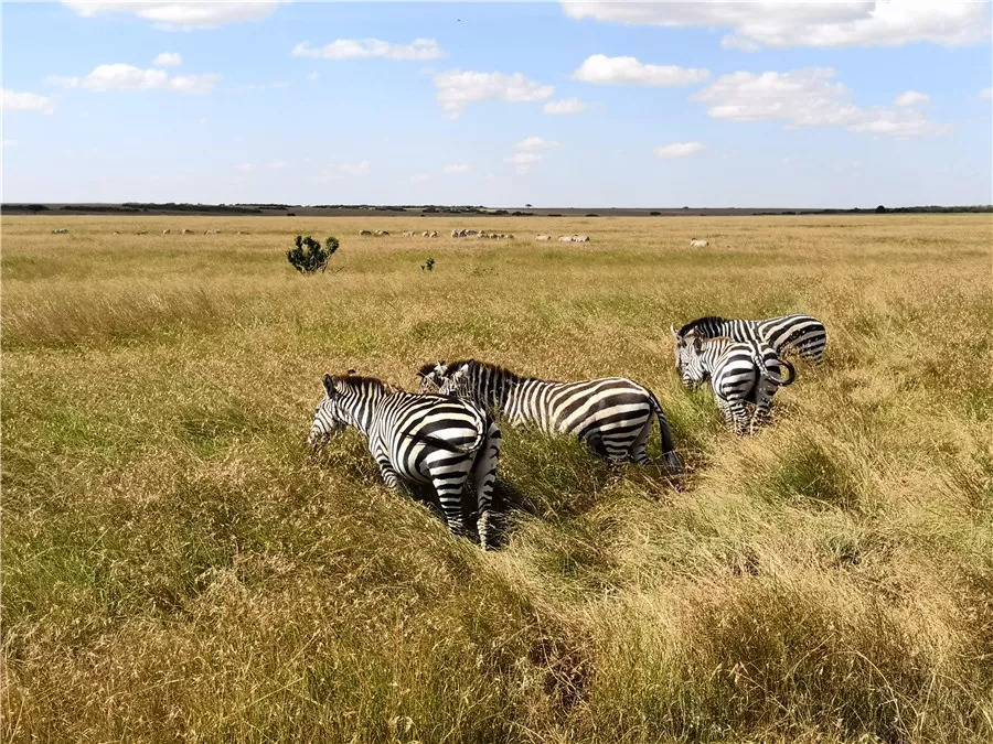 肯尼亚│我没有错过非洲，错过动物大迁徙