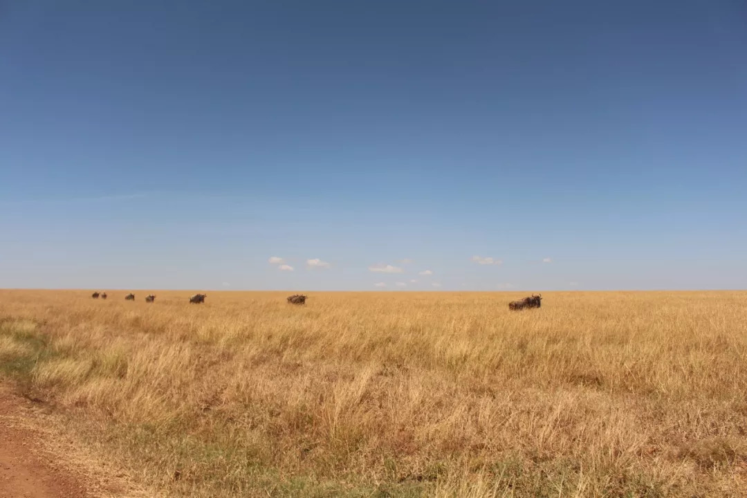 肯尼亚│我没有错过非洲，错过动物大迁徙