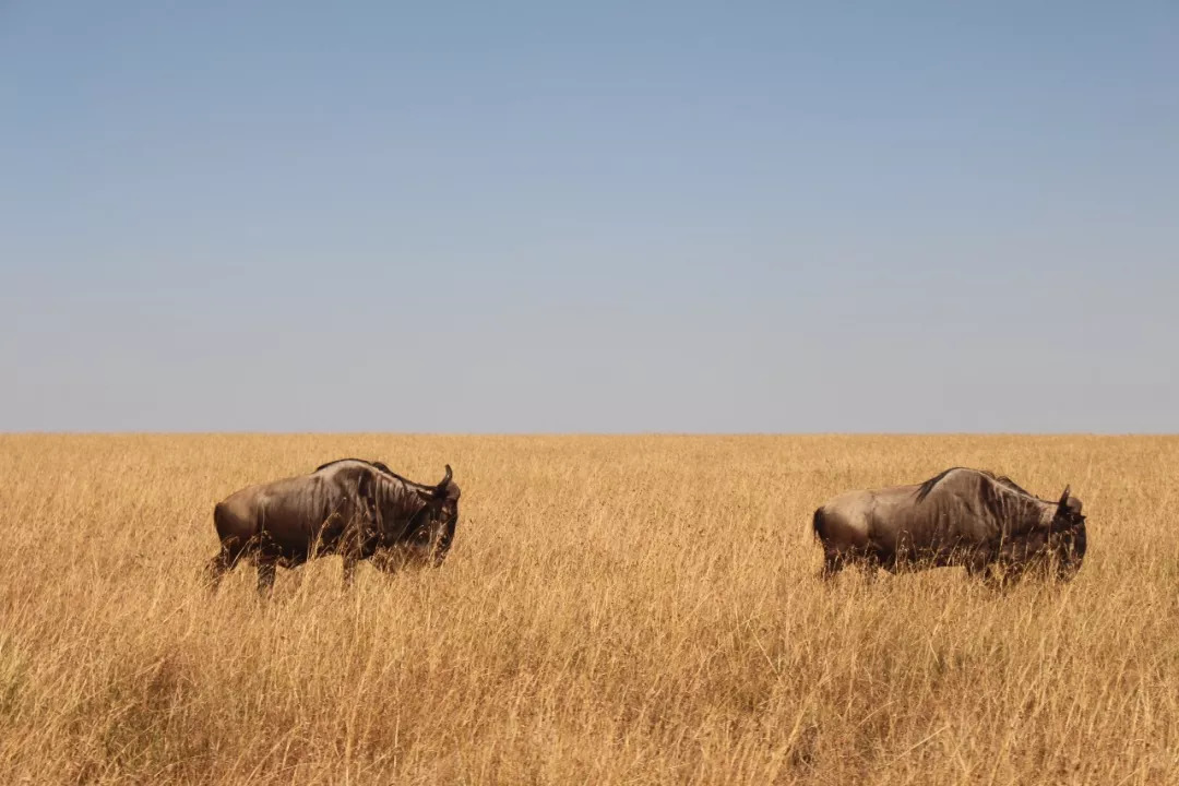 肯尼亚│我没有错过非洲，错过动物大迁徙