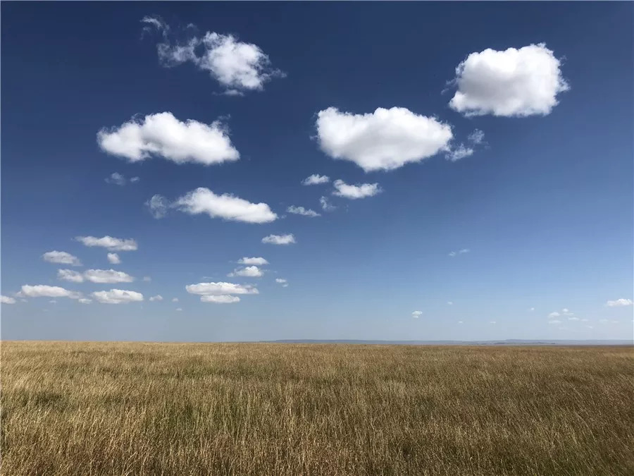 肯尼亚│我没有错过非洲，错过动物大迁徙